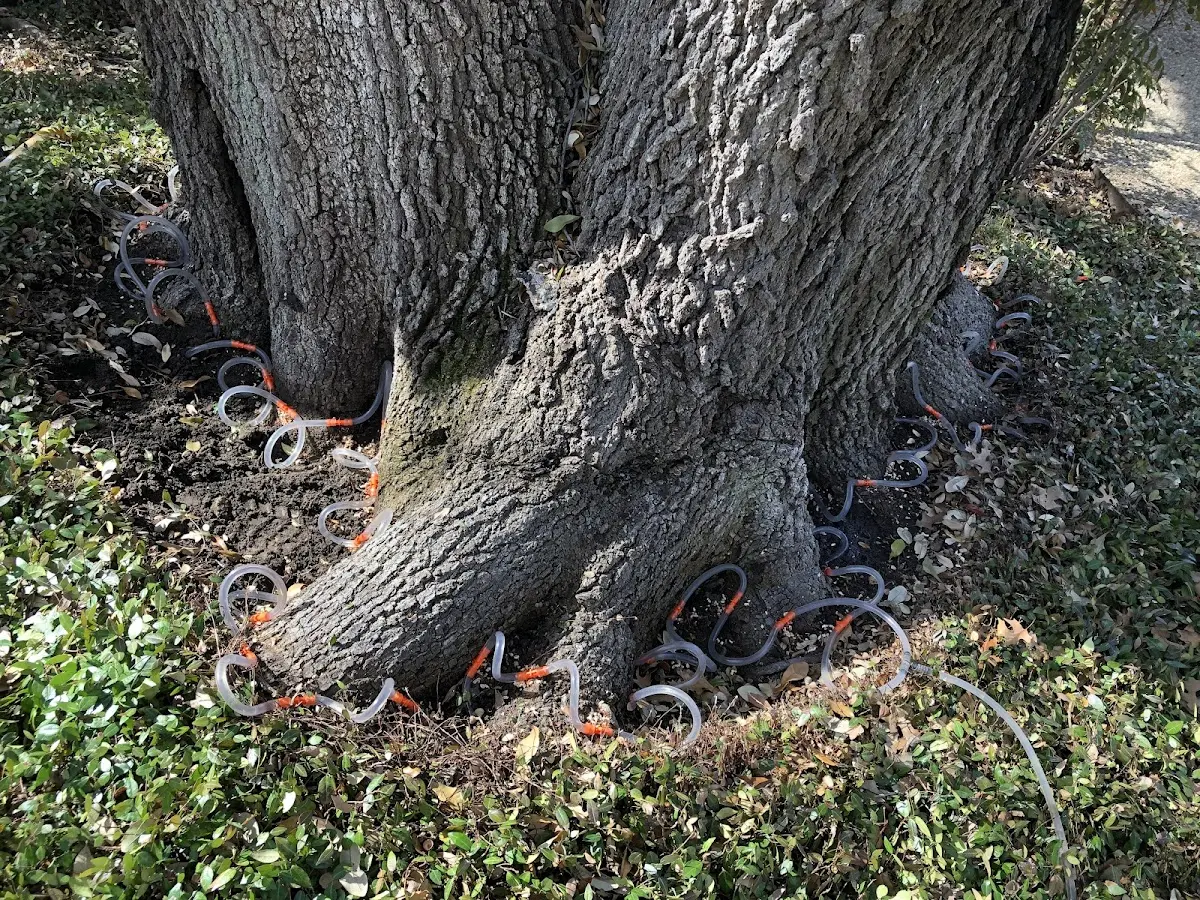 Detailed Tree Cabling and Bracing job site in Mcfaddin