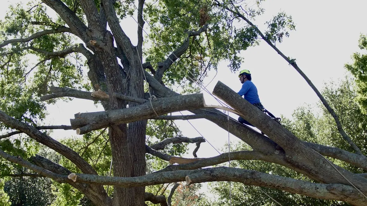 Professional Hazardous Tree Removal performed by certified arborists in Mcfaddin