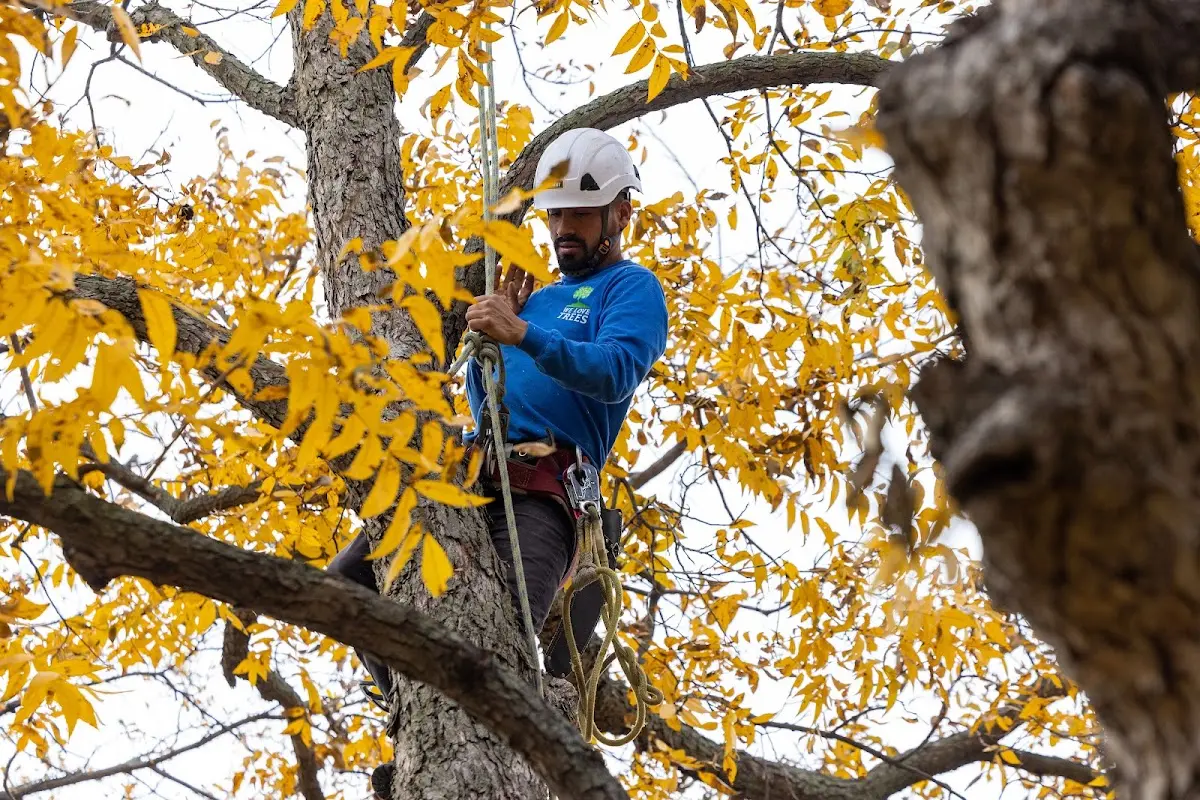 Skilled Storm Damage Cleanup crew working in Mcfaddin