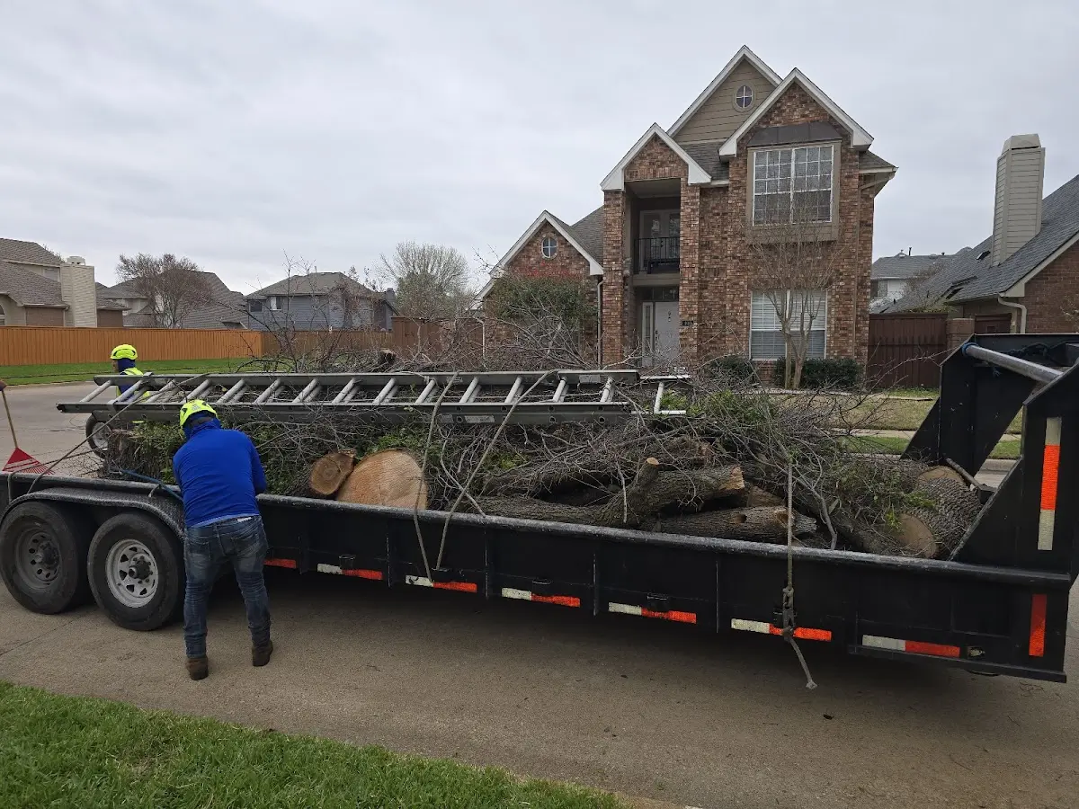 Expert Tree Removal with proper safety equipment in Mcfaddin